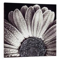 Pintdecor Noi Creiamo - Quadro BLACK DAISY - P4752